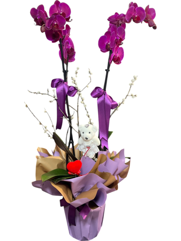 Mor Orkide ve Peluş Ayıcık